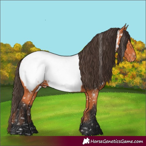 Horse Color:Bay Appaloosa 