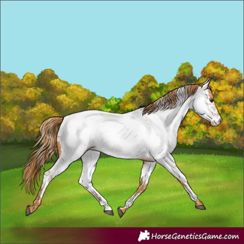 Horse Color:Chestnut Near Fewspot