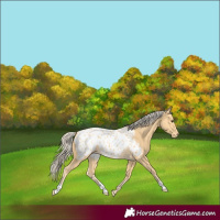 Horse Color:Palomino Blanket