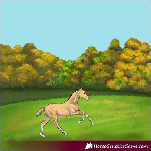 Horse Color:Palomino 