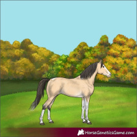 Horse Color:Buckskin Splash Tobiano 