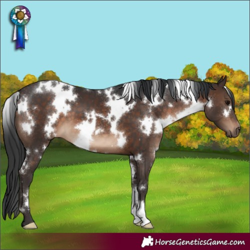 Horse Color:White Spotted Brown 