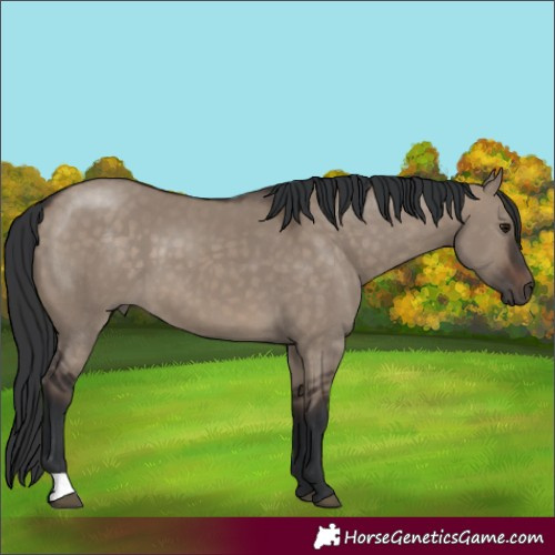 Horse Color:Brown Dun 
