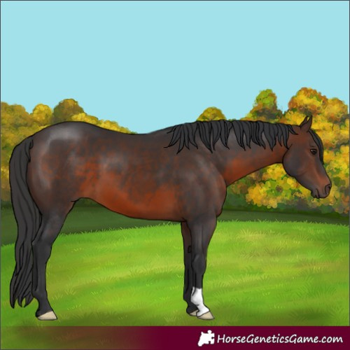 Horse Color:Brown 