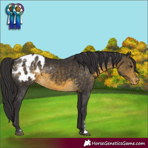 Horse Color:Buckskin Blanket