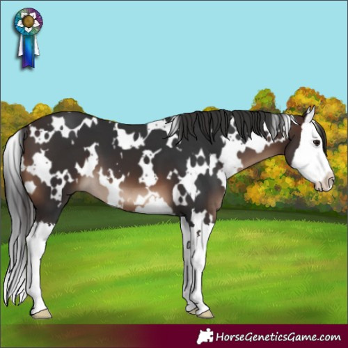 Horse Color:White Spotted Brown Splash 
