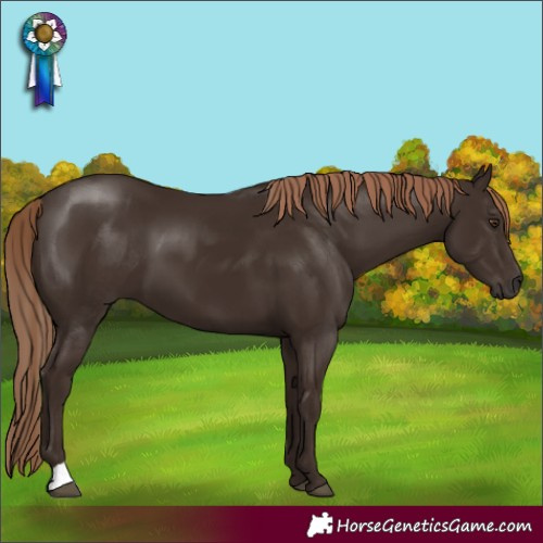 Horse Color:Liver Chestnut 
