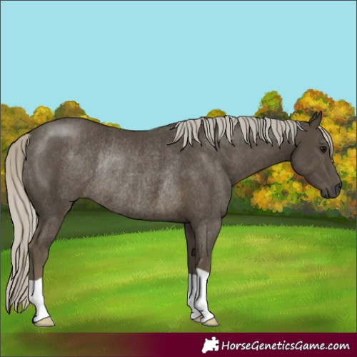 Horse Color:Silver Smoky Black Rabicano 