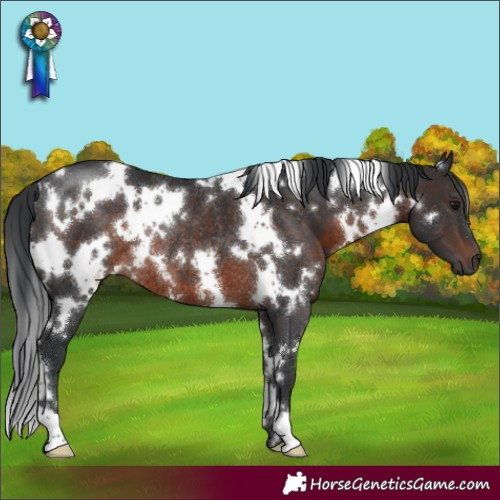 Horse Color:White Spotted Brown Rabicano