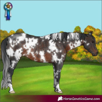 Horse Color:White Spotted Brown Rabicano 