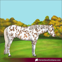 Horse Color:Chocolate Palomino Tobiano Near Leopard 