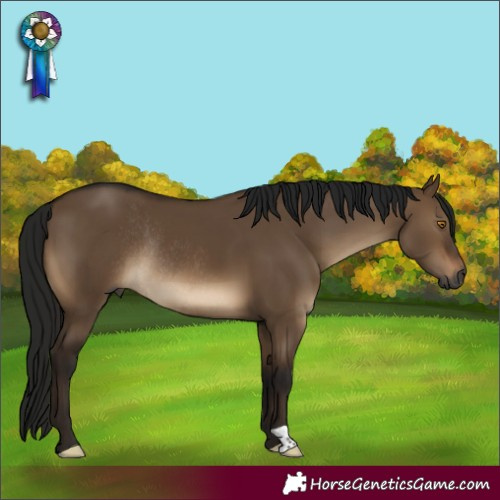 Horse Color:Gray Brown Dun Rabicano