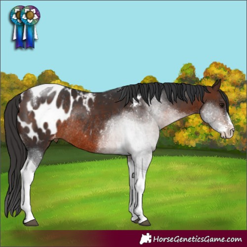 Horse Color:Brown Sabino Tobiano Appaloosa Rabicano 