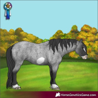 Horse Color:Blue Roan Frame 