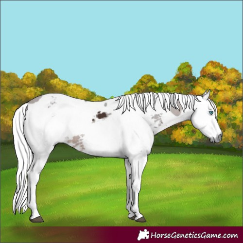 Horse Color:Brown Merle Tobiano 