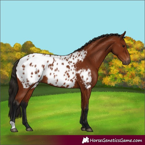 Horse Color:Gray Bay Appaloosa 