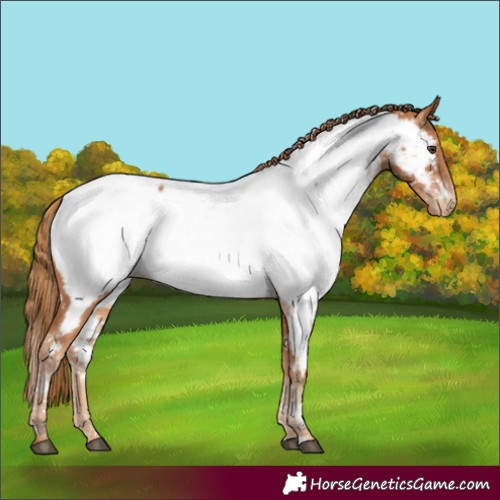 Horse Color:Chestnut Appaloosa 