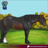 Horse Color:Brown Sabino Rabicano 