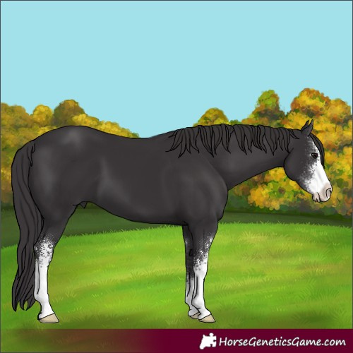 Horse Color:Smoky Black Sabino