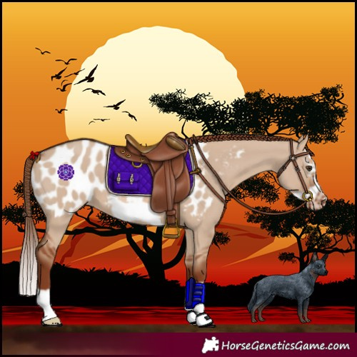 Horse Color:Red Dun Splash Frame Near Leopard 