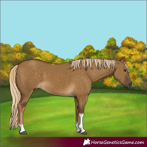 Horse Color:Chocolate Palomino Dun Tobiano 