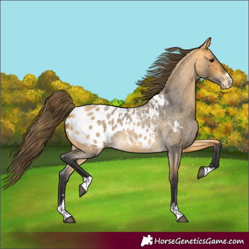 Horse Color:Buckskin Roan Appaloosa