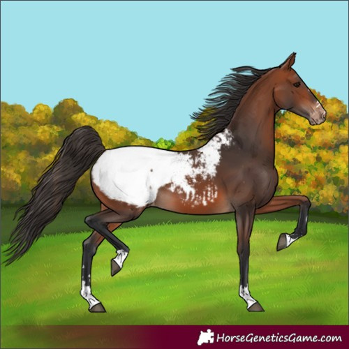 Horse Color:Bay Appaloosa 