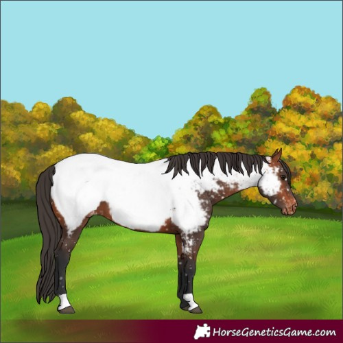 Horse Color:Bay Appaloosa 