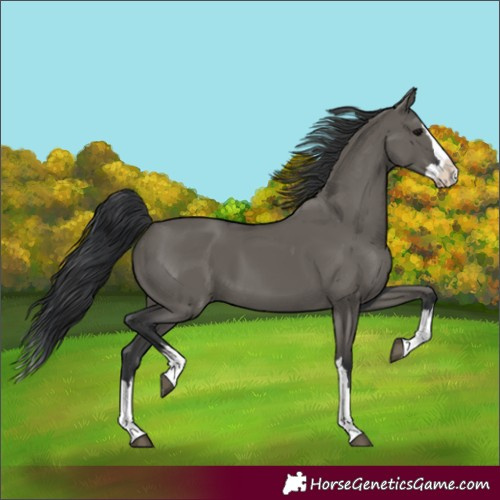 Horse Color:Grullo Splash 