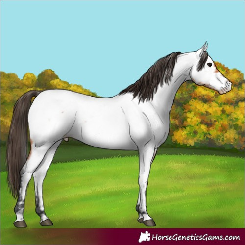Horse Color:Bay Roan Near Fewspot
