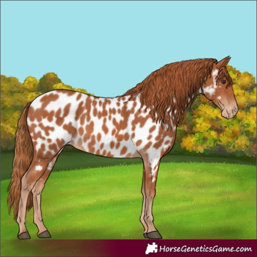 Horse Color:Chestnut Near Leopard 