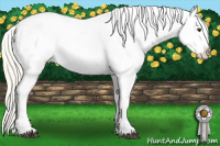 Horse Color:Palomino Near Leopard 