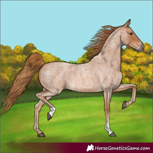 Horse Color:Red Roan