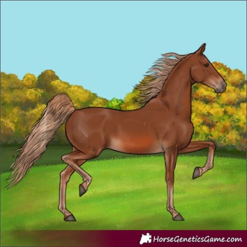 Horse Color:Chestnut 