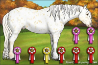 Horse Color:Palomino Appaloosa