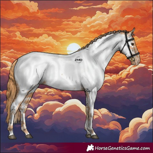 Horse Color:Chestnut Appaloosa