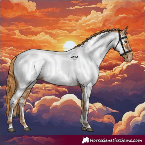 Horse Color:Chestnut Appaloosa