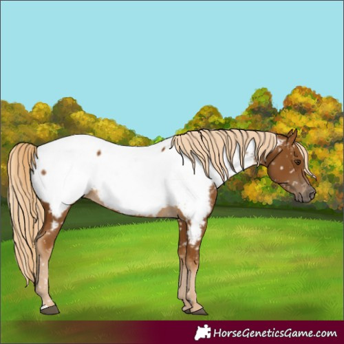 Horse Color:Gray Palomino Near Fewspot