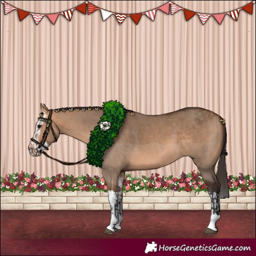 Horse Color:Bay Dun  and Bay Dun Splash 