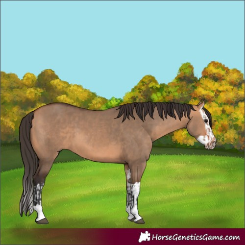 Horse Color:Bay Dun and Bay Dun Splash