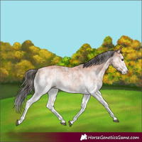 Horse Color:White Spotted Bay Splash and White Spotted Bay Splash