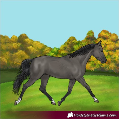 Horse Color:Grullo and Grullo
