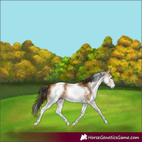 Horse Color:Gray White Spotted Buckskin 