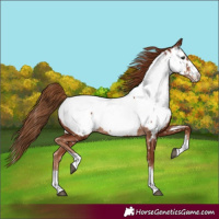 Horse Color:Chestnut Appaloosa