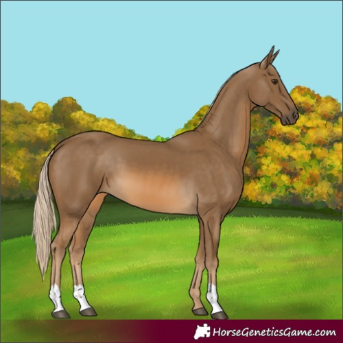 Horse Color:Chocolate Palomino
