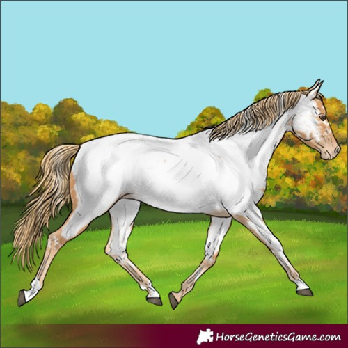 Horse Color:Unknown 