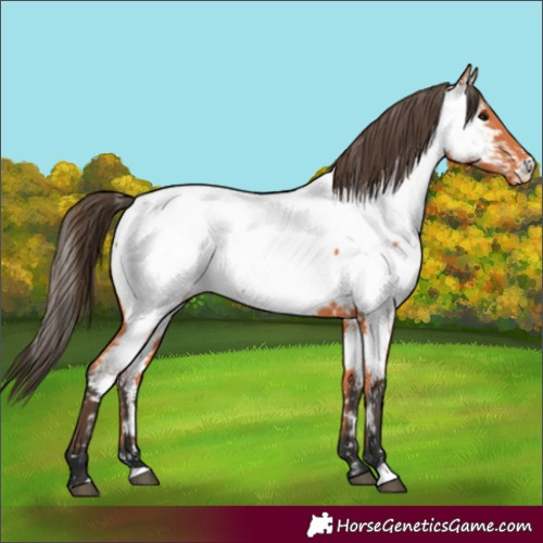 Horse Color:Bay Appaloosa Rabicano 