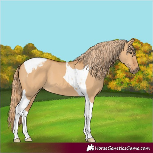 Horse Color:Red Dun Tobiano