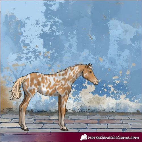 Horse Color:Palomino Appaloosa Rabicano