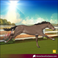 Horse Color:Liver Red Dun Rabicano